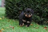 ROTTWEILER 361